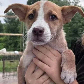 A baby medium-sized female Red / Chestnut / Orange Mixed Breed dog named Phoebe for adoption in Allegan, MI