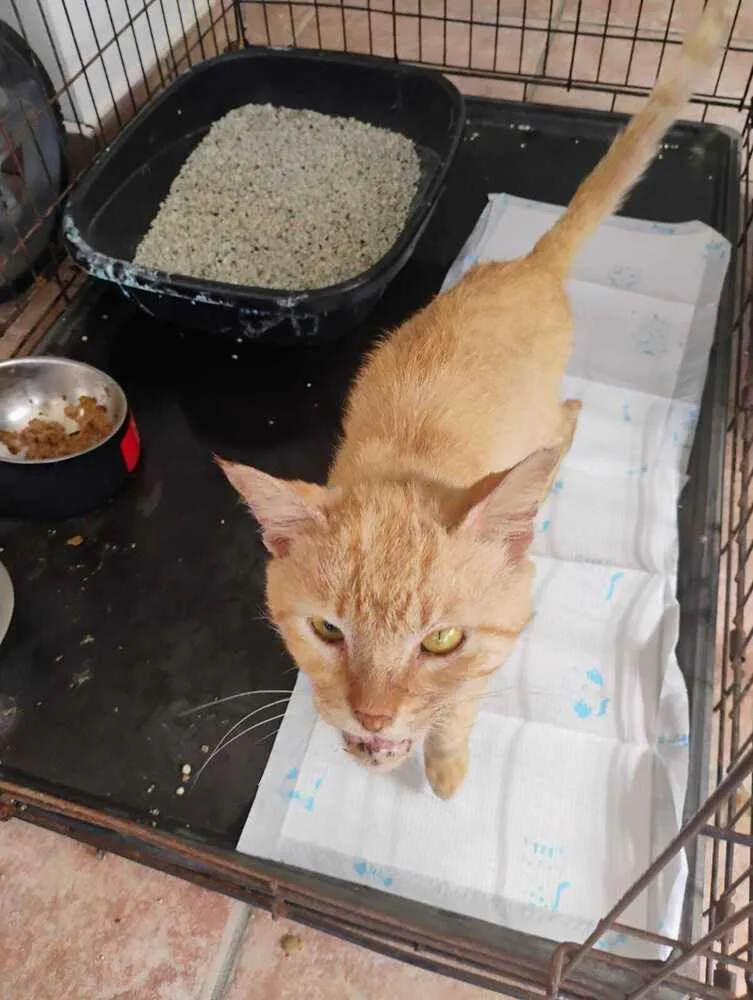 An adult medium-sized male Tabby (Orange / Red) Domestic Short Hair cat named Rambo for adoption in Naranjito, PR