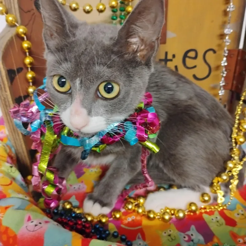 A baby small-sized female Gray & White Domestic Short Hair cat named Everglow F Gentle Sweetheart for adoption in Phoenix, AZ
