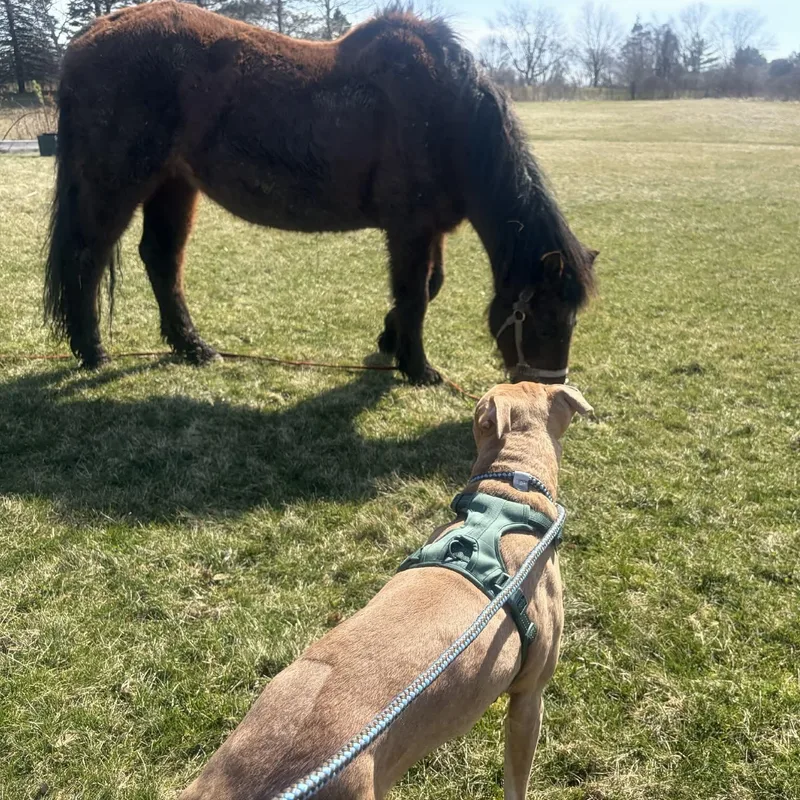 French Toast thumbnail 2