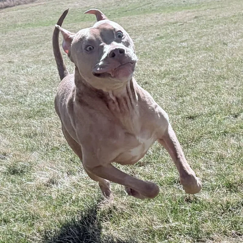 French Toast thumbnail 3