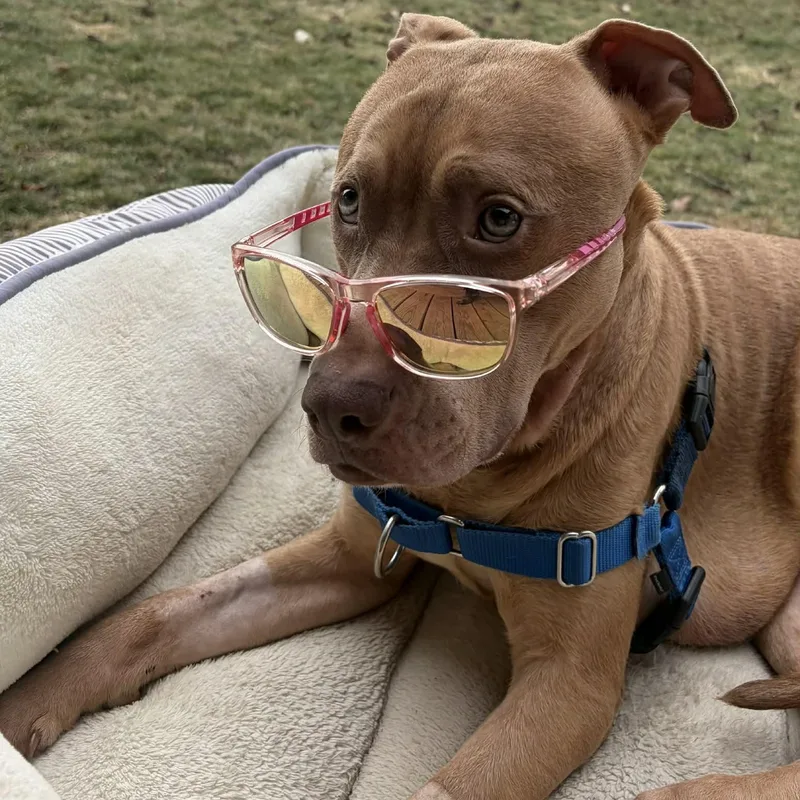 French Toast thumbnail 4