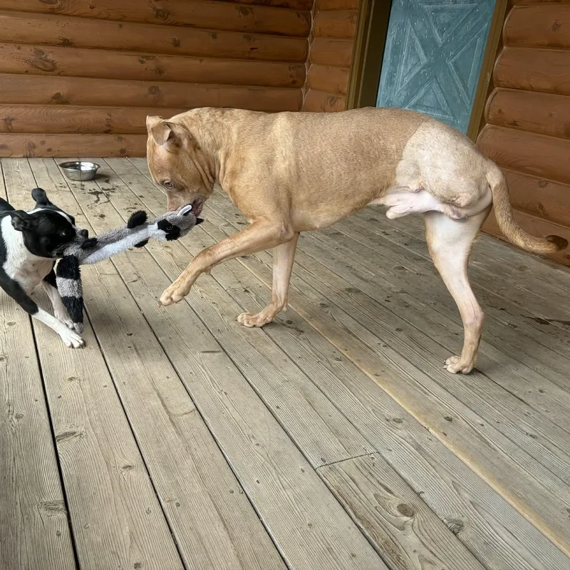 French Toast thumbnail 5