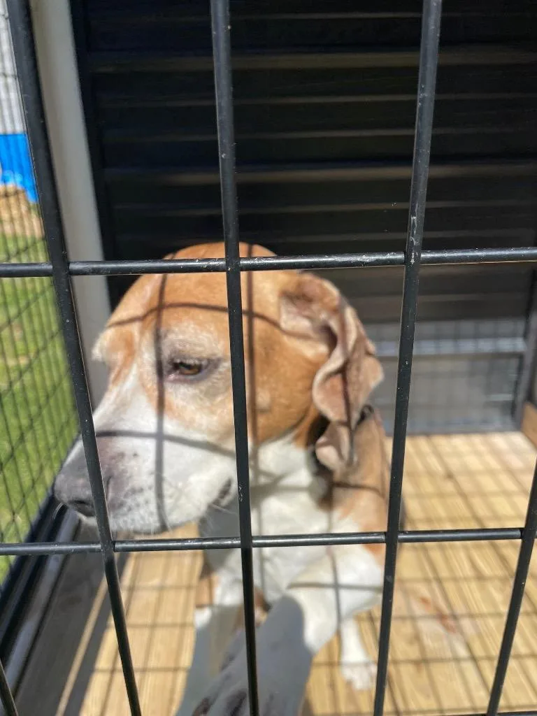 Rufus