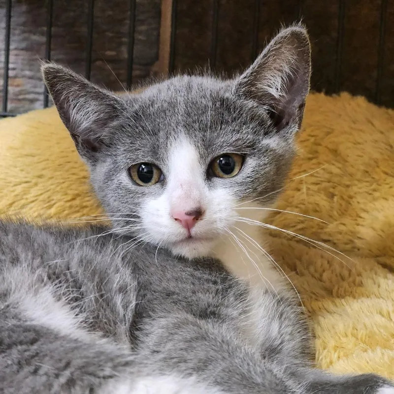 A baby small-sized male Gray / Blue / Silver Domestic Short Hair cat named Stan for adoption in Columbus, NC