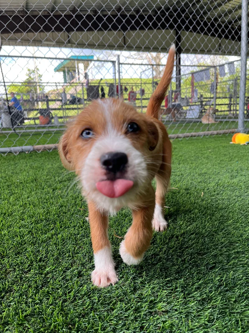 A baby small-sized female Red / Chestnut / Orange Mixed Breed dog named Pickle for adoption in Brooklyn, NY