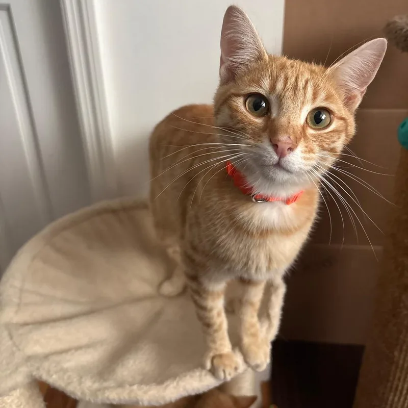 A young medium-sized male Orange / Red Domestic Short Hair cat named Cheddar for adoption in Staten Island, NY