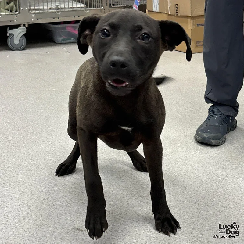 A baby medium-sized female Labrador Retriever dog named Pharmacist for adoption in Washington, DC