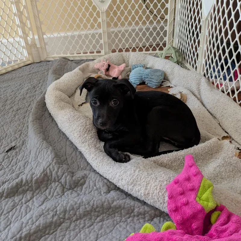 A baby medium-sized female Black Labrador Retriever dog named Sanibel for adoption in Spring, TX