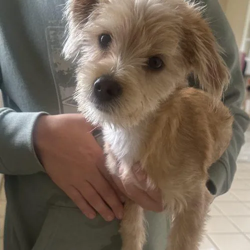 A young small-sized male Apricot / Beige Morkie dog named Fernando for adoption in Verona, NJ