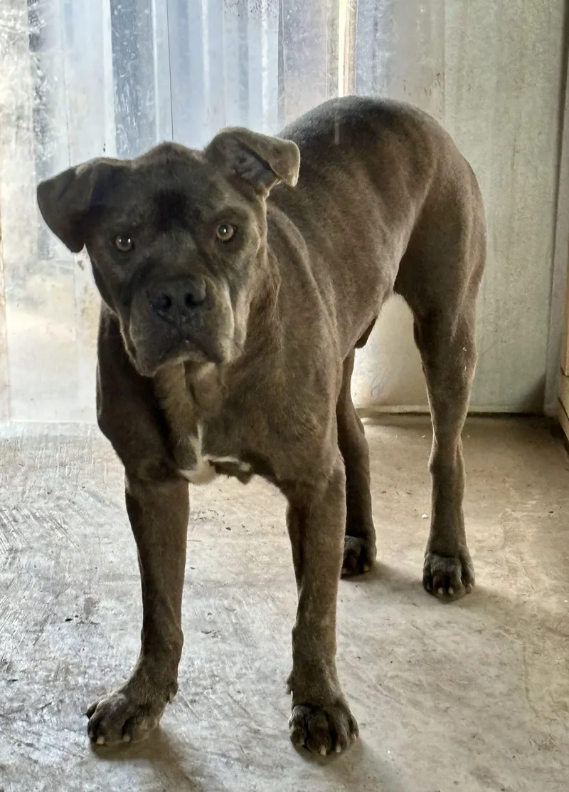 An adult large-sized male Gray / Blue / Silver American Staffordshire Terrier dog named Brownie for adoption in Sullivan City, TX