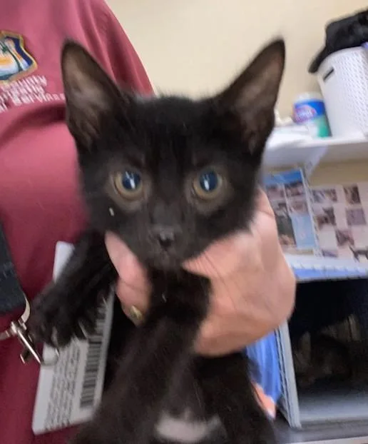A baby small-sized male Domestic Short Hair cat named Kai for adoption in Fort Myers, FL