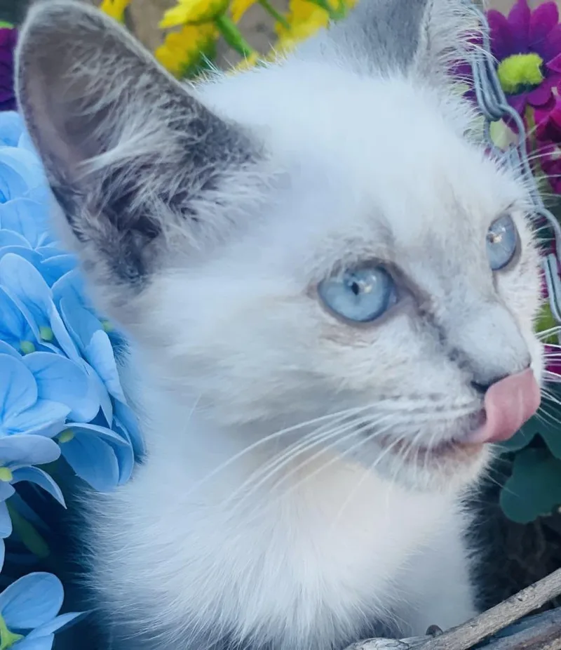 A baby small-sized female Siamese cat named Winnie for adoption in HUNTINGTON BEACH, CA