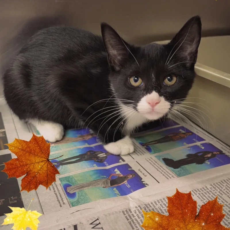 A baby medium-sized male Domestic Short Hair cat named Zander & Zoe for adoption in Clifton, NJ