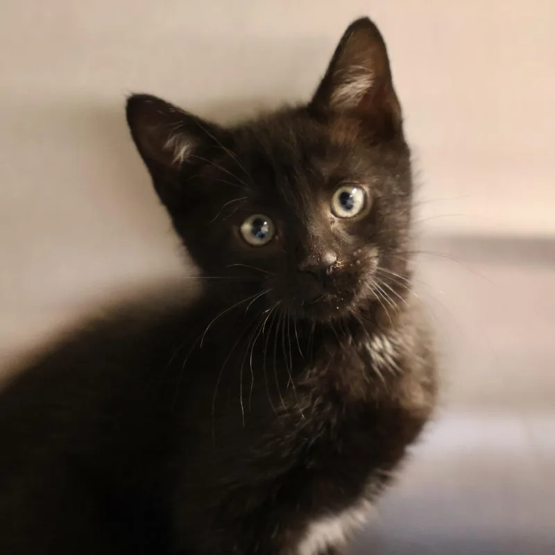 A baby small-sized male Black Domestic Short Hair cat named Maverick for adoption in Briarcliff Manor, NY