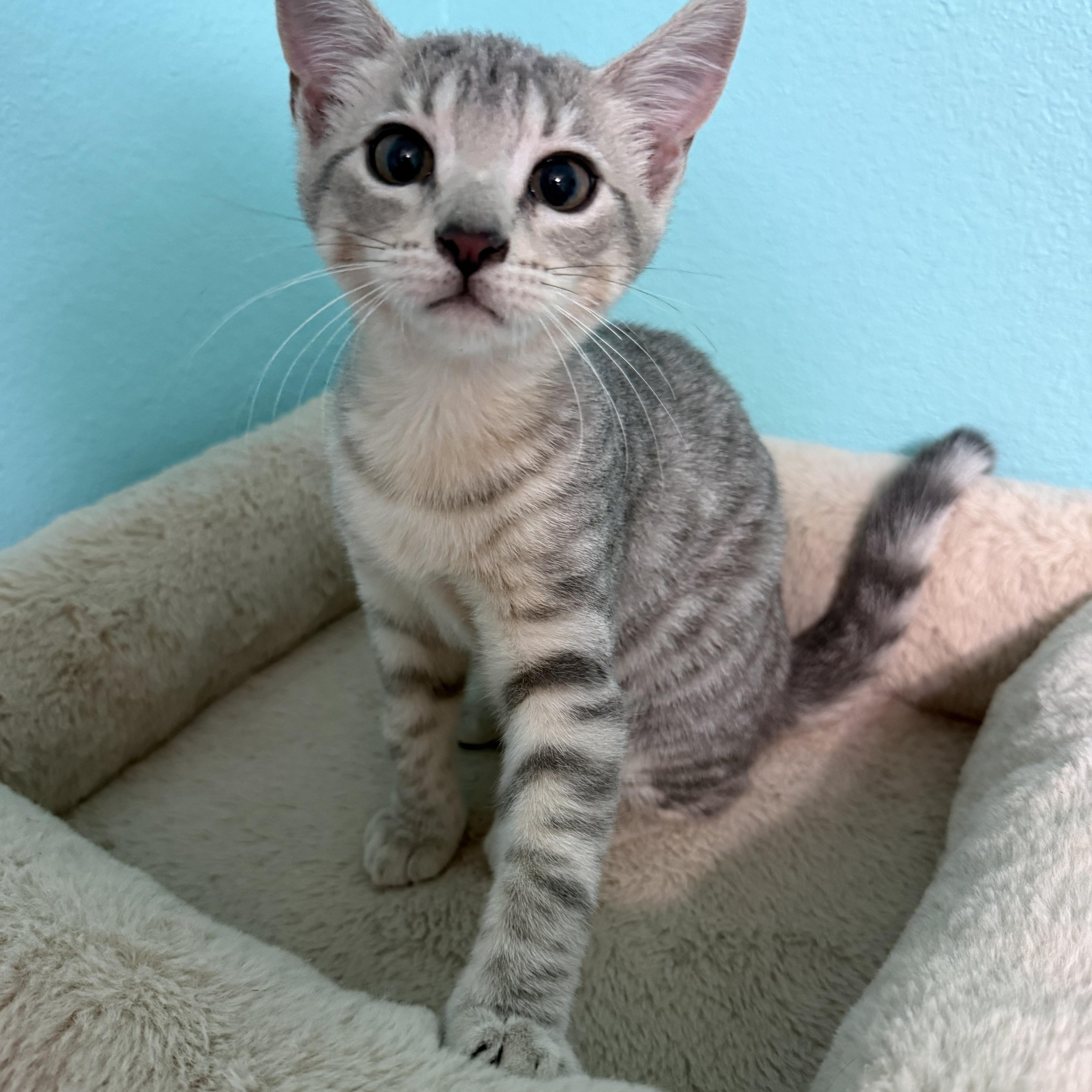 A baby medium-sized female Tabby (Gray / Blue / Silver) Domestic Short Hair cat named Jazberry for adoption in Omaha, NE