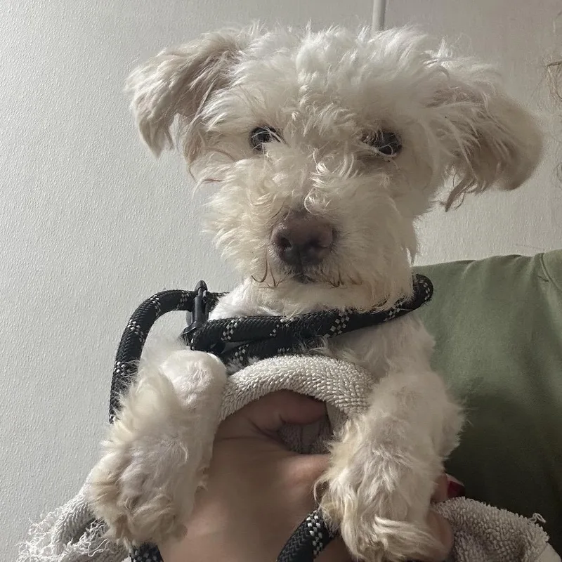 A baby small-sized female Poodle dog named Patata for adoption in Newark, NJ