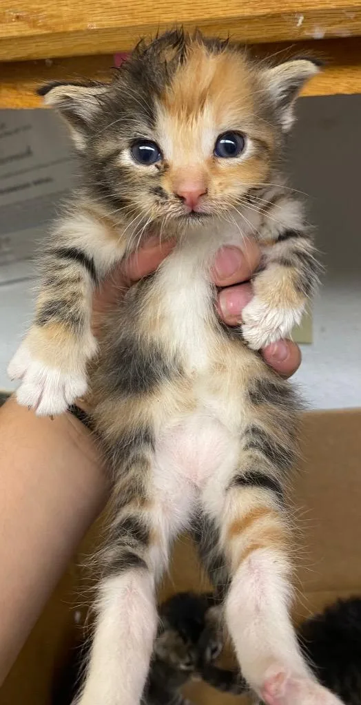 A baby large-sized female Calico cat named Marina for adoption in Lockhart, TX