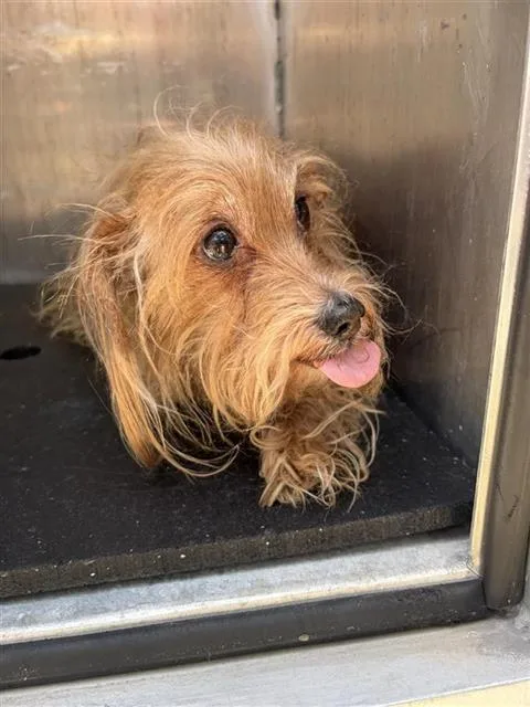 An adult small-sized female Norfolk Terrier dog named Brownie for adoption in San Antonio, TX