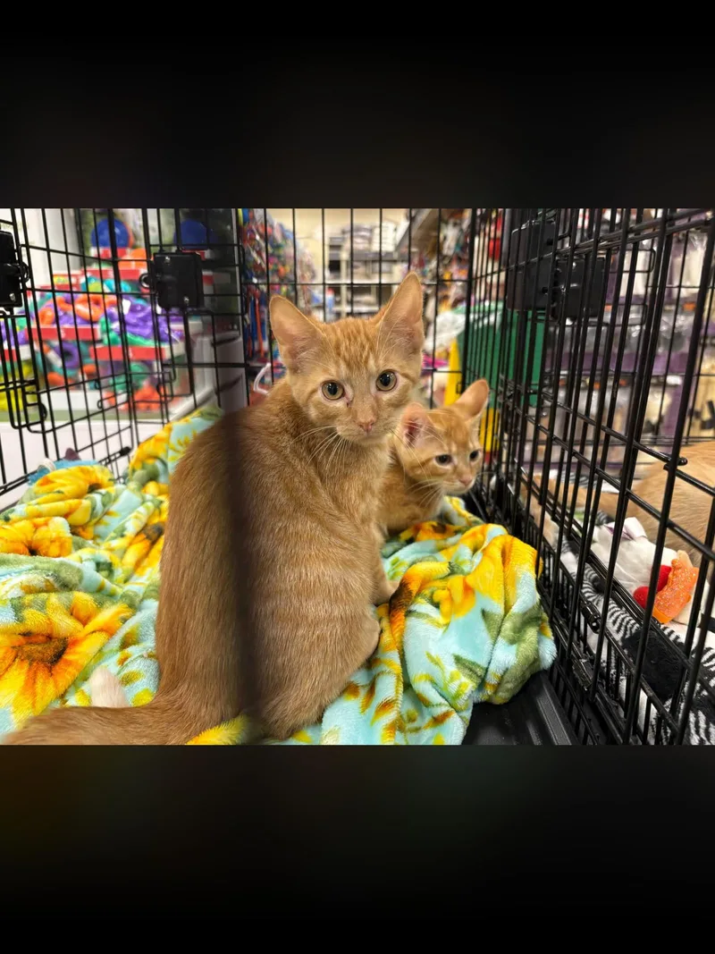 A baby medium-sized male Orange / Red Domestic Short Hair cat named Charlie for adoption in Northfield, OH