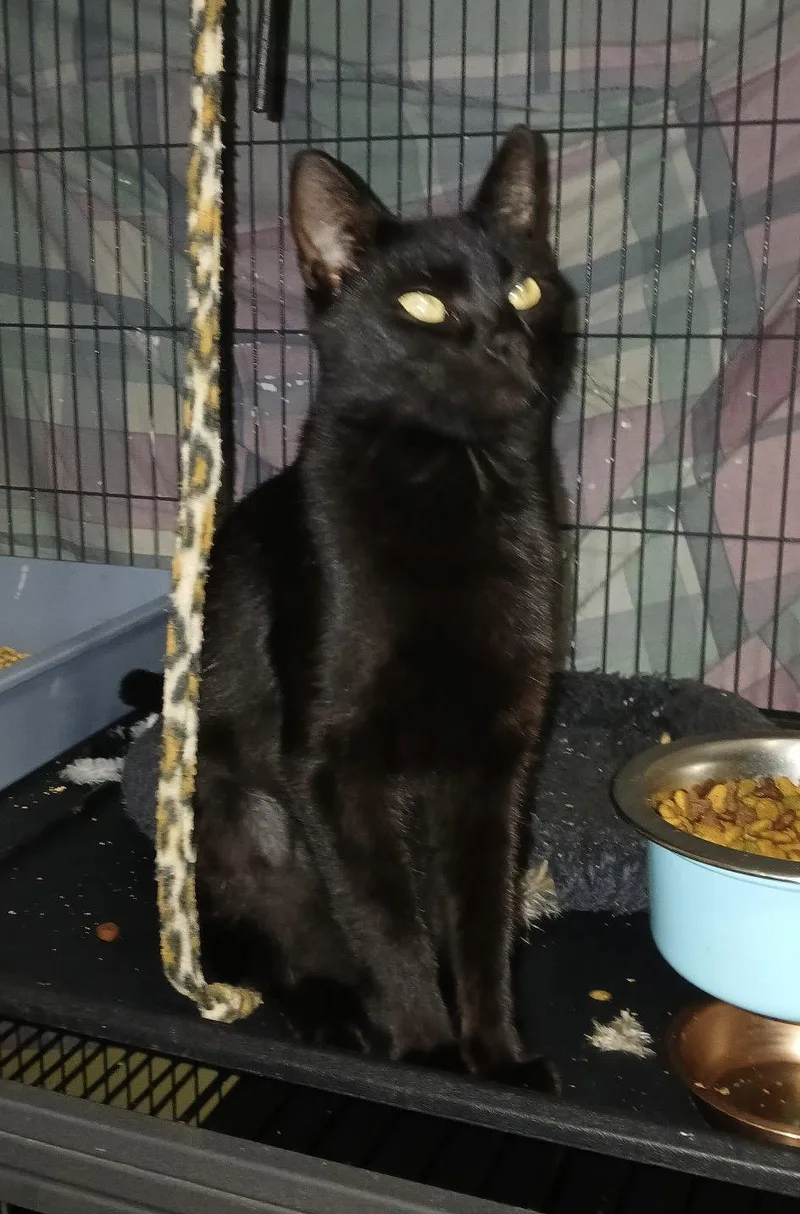 An adult medium-sized female Black Domestic Short Hair cat named Tylisa for adoption in Satellite Beach, FL