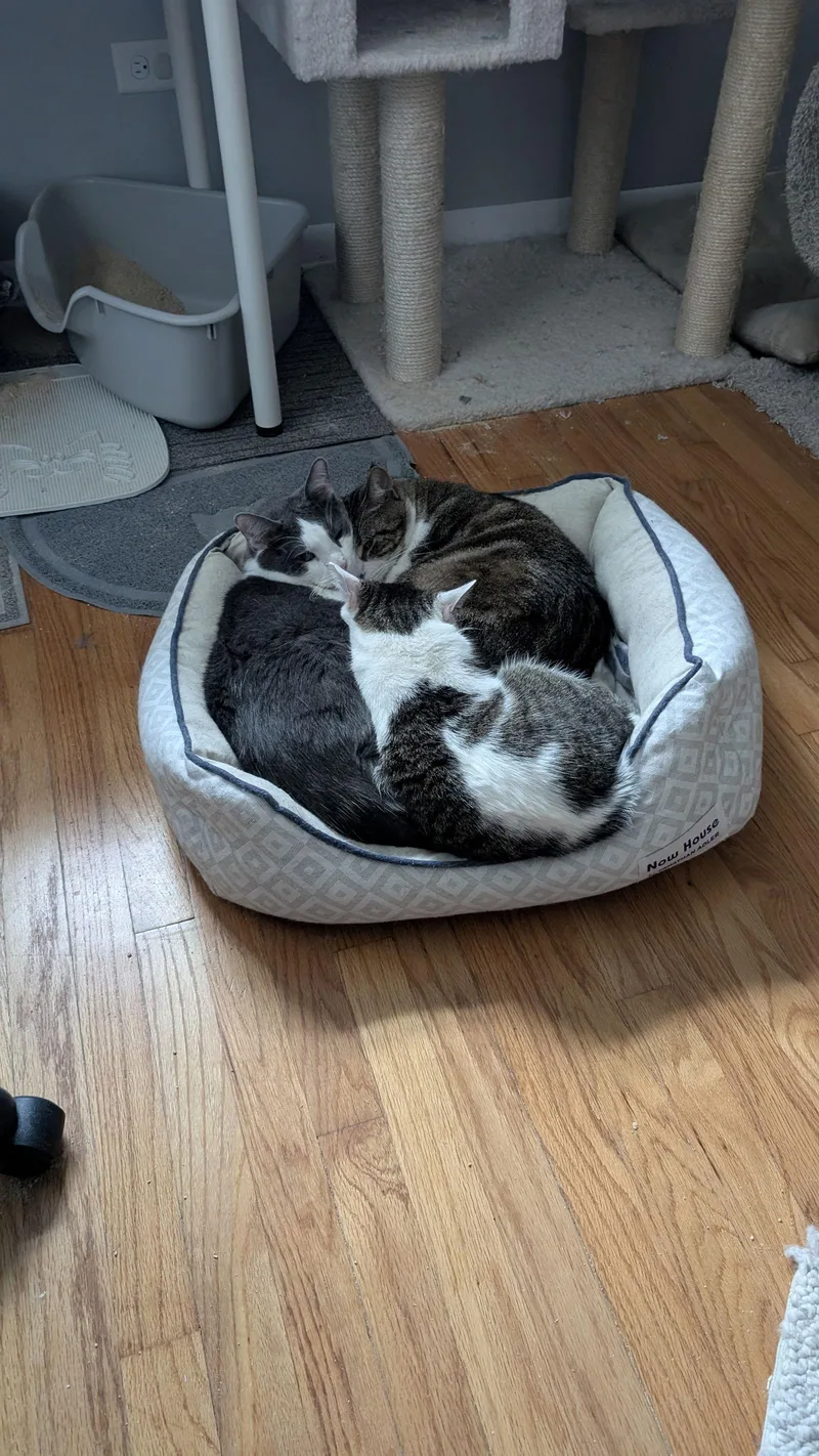 Chula Vista thumbnail 2