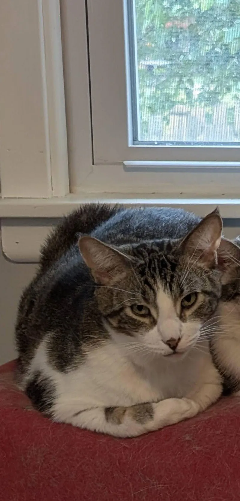 Chula Vista thumbnail 3