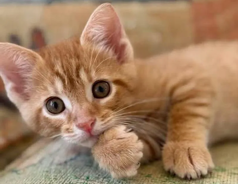 A baby small-sized male Tabby (Orange / Red) Domestic Short Hair cat named Franklin D for adoption in Columbus, IN