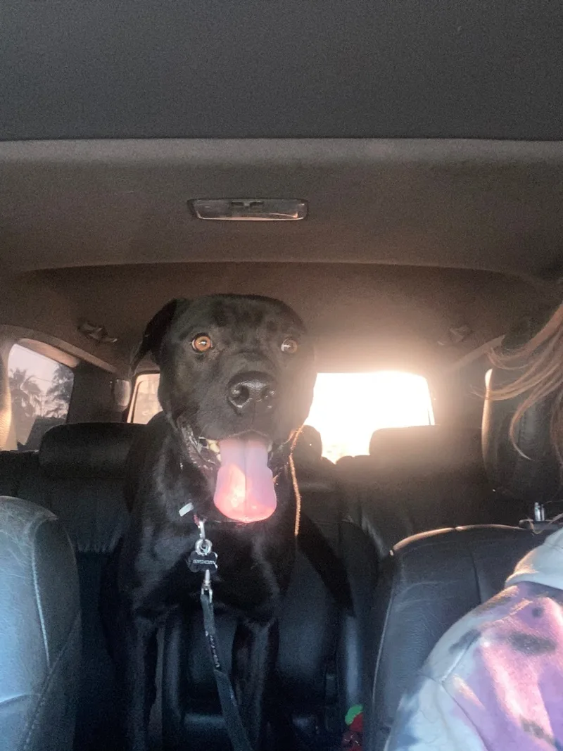 Midnight I thumbnail 3