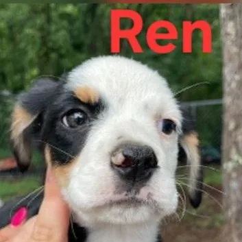 Ren