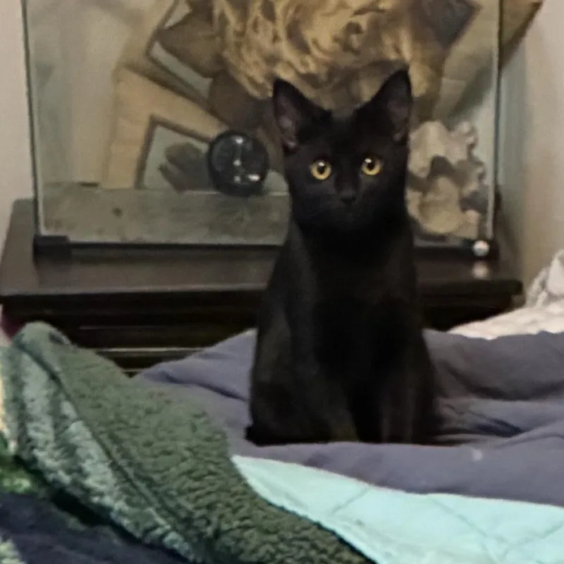 A young medium-sized female Domestic Short Hair cat named Baby Spice for adoption in Ferndale, WA