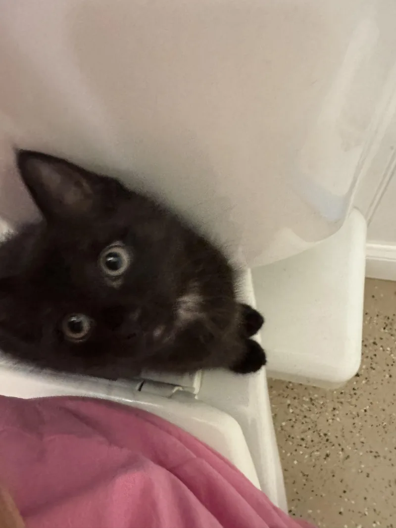 Vito