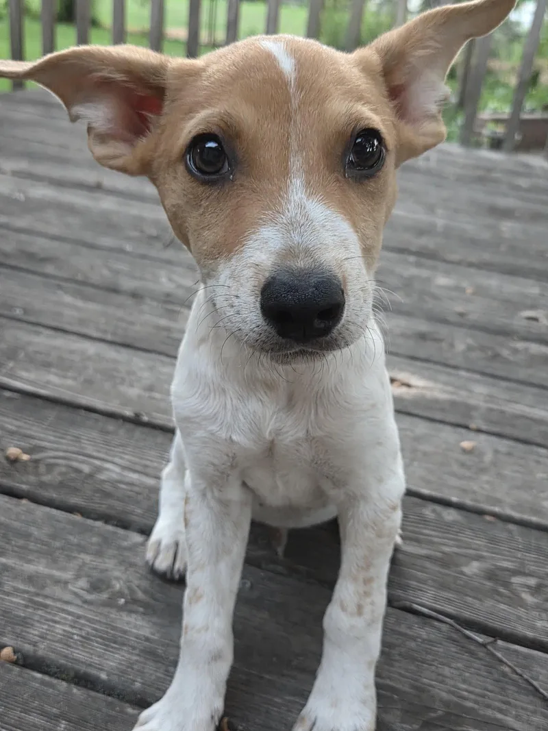 A baby large-sized male Australian Cattle Dog / Blue Heeler dog named Vermillion for adoption in Brooklyn Center, MN