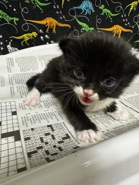 A baby small-sized male Domestic Short Hair cat named A for adoption in Riverside, CA