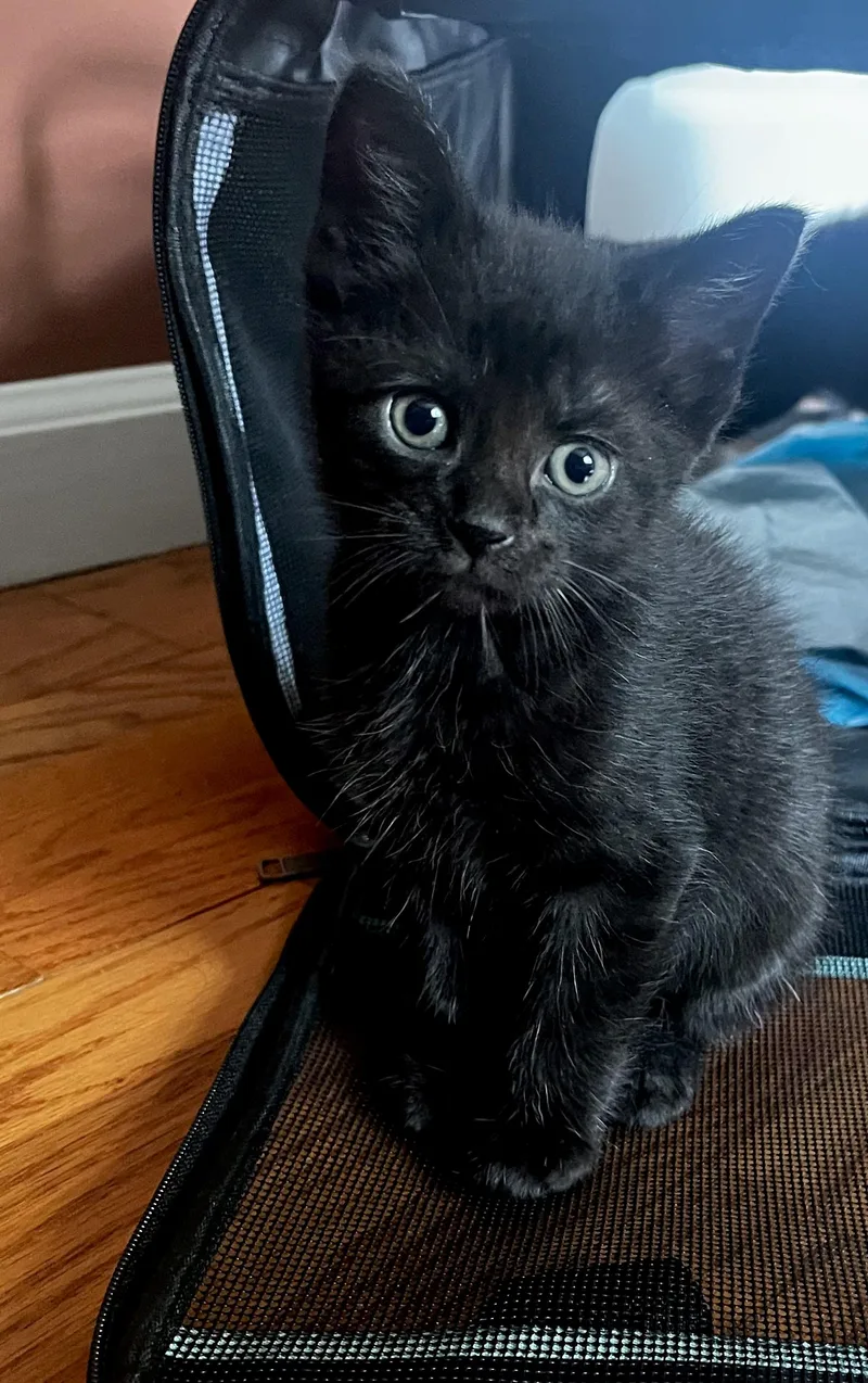A baby medium-sized male Domestic Short Hair cat named Sid for adoption in Stamford, CT