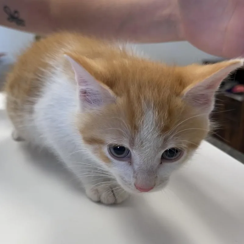 A baby small-sized male Orange / Red Domestic Medium Hair cat named Two for adoption in Morganfield, KY