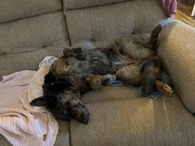 Dusty Rose thumbnail 2