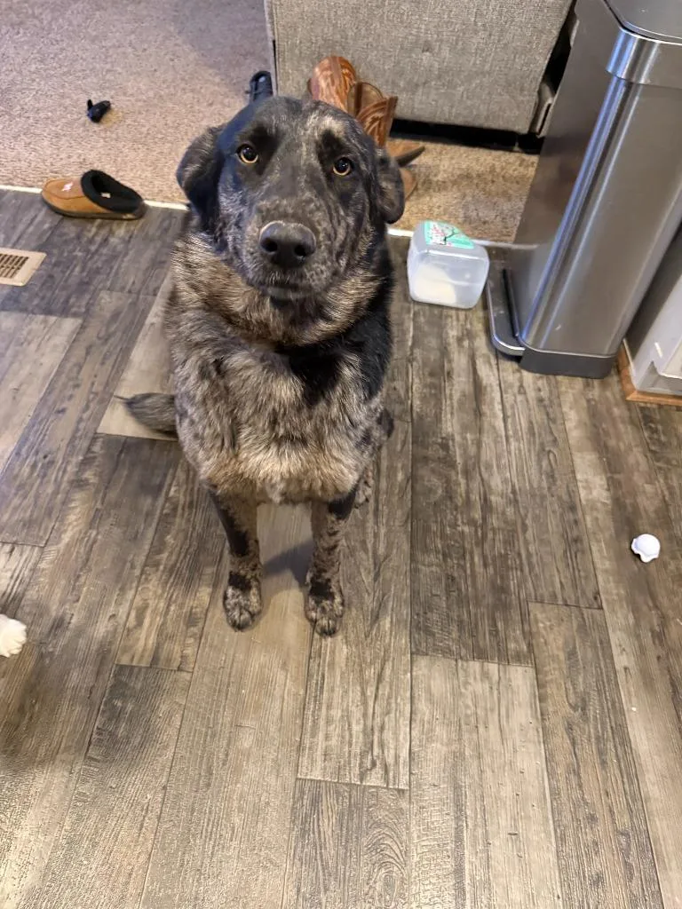 An adult medium-sized female Merle (Blue) Cattle Dog dog named Dusty Rose for adoption in Tyler, TX