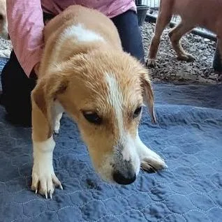 A baby small-sized female Mixed Breed dog named Macey for adoption in Knoxville, TN