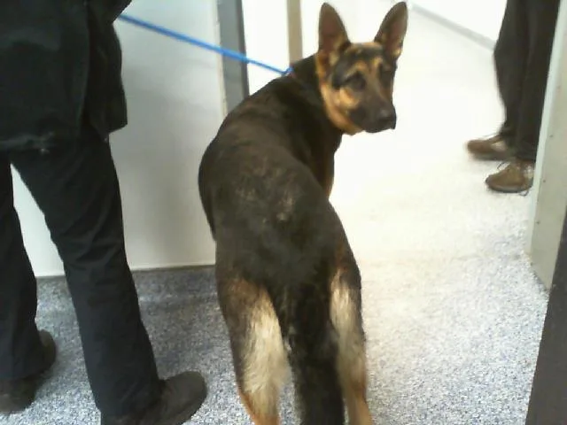 A young large-sized male German Shepherd Dog dog named Jefe for adoption in Charlotte, NC