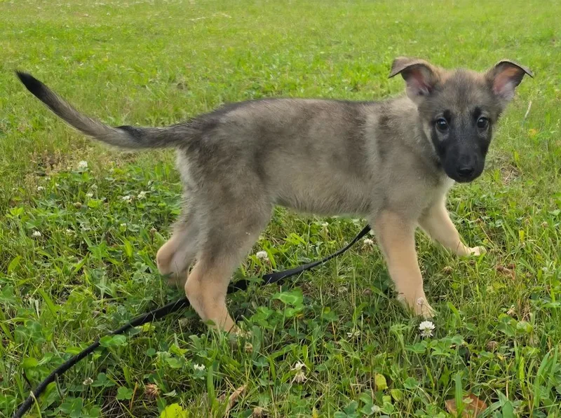 A baby medium-sized female Shepherd dog named Hilda for adoption in Walnutport, PA
