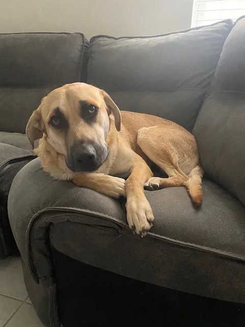 An adult large-sized male Yellow / Tan / Blond / Fawn German Shepherd Dog dog named Clyde for adoption in Buda, TX