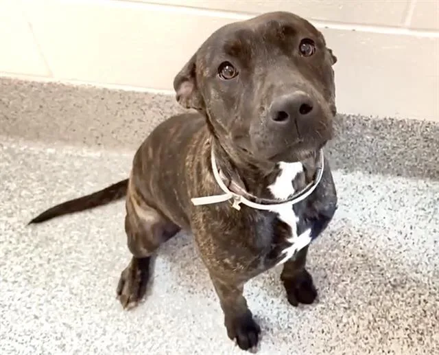 A young large-sized female Pit Bull Terrier dog named Xena for adoption in Houston, TX