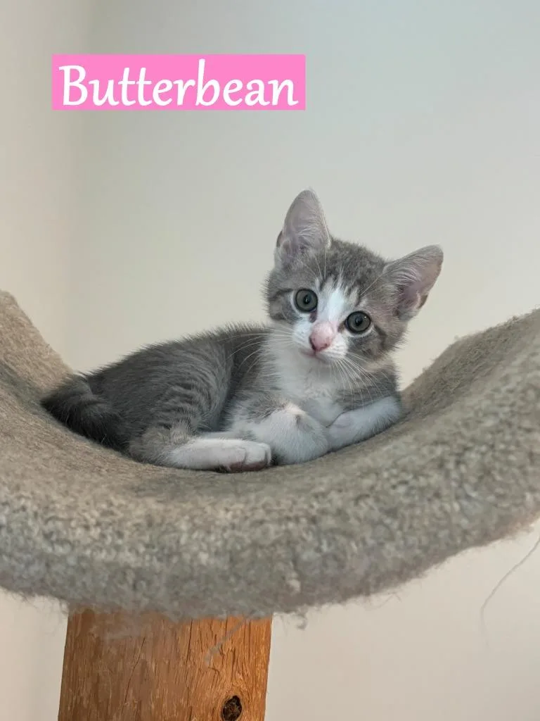 Butterbean thumbnail 2