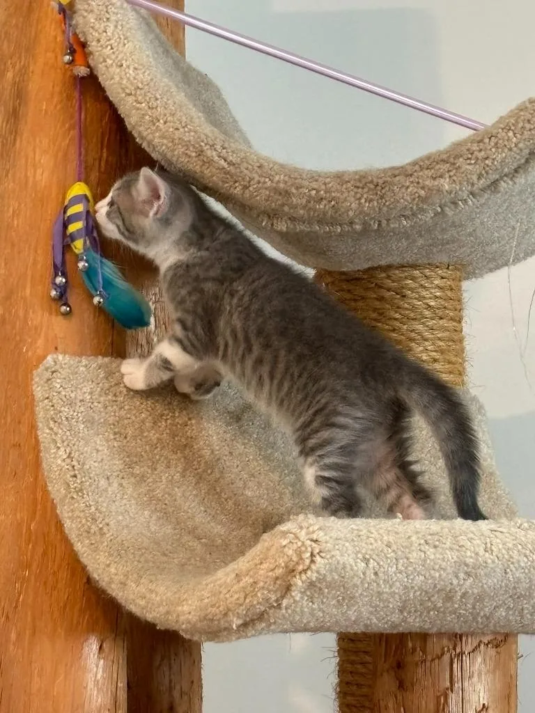 Butterbean thumbnail 3