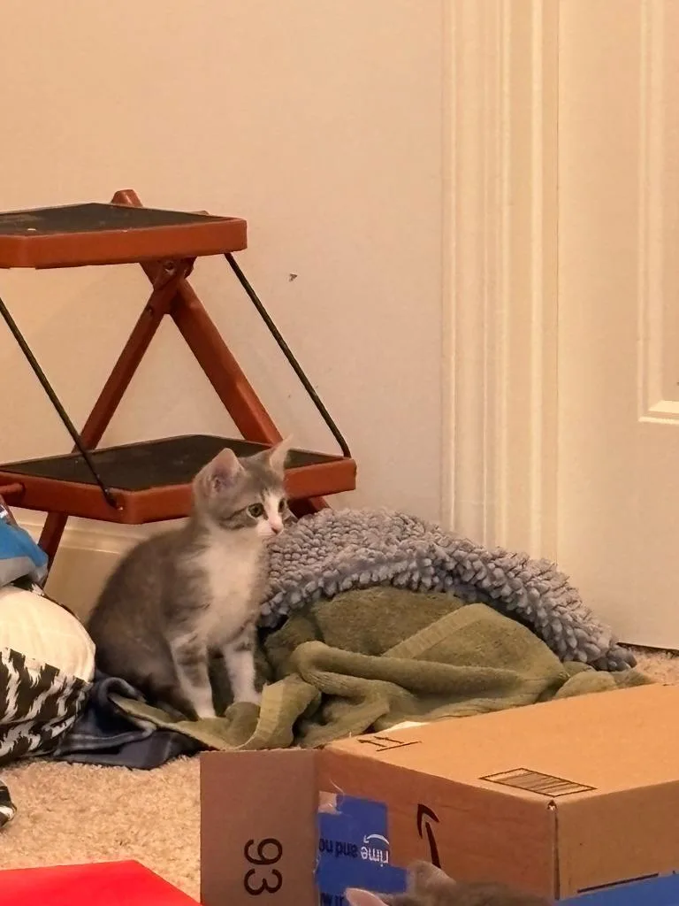 Butterbean thumbnail 4