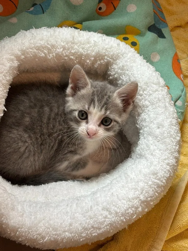 Butterbean thumbnail 5