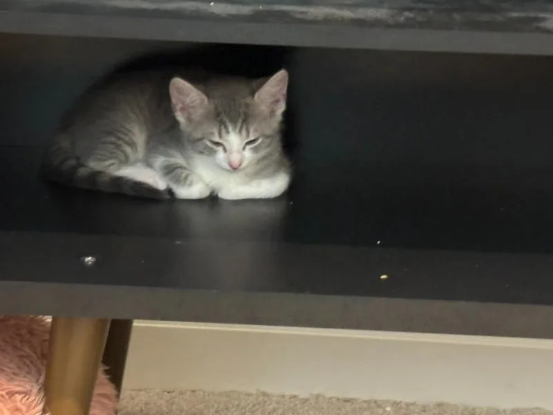 Butterbean thumbnail 6