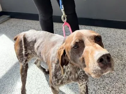 An adult medium-sized female German Shorthaired Pointer dog named Mandy for adoption in West Chester, PA