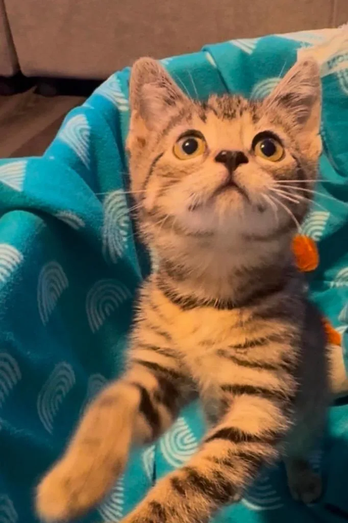 A baby small-sized female Domestic Short Hair cat named Crackle for adoption in Fond Du Lac, WI